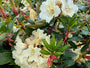 Groenblijvende Rododendron - Rhododendron 'Horizon Monarch'