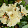 Rododendron - Rhododendron 'Horizon Monarch' in bloei