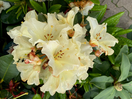Rododendron - Rhododendron 'Horizon Monarch' in bloei