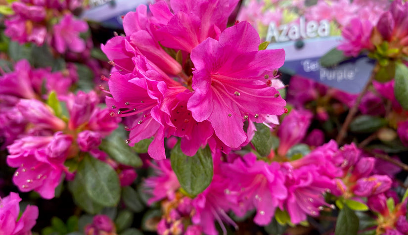 Rhododendron Japonica 'Geisha Purple'