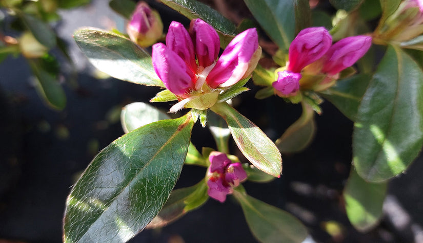 Japanse azalea - Rhododendron 'Koningsstein' in de knop