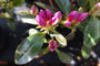 Japanse azalea - Rhododendron 'Koningsstein' in de knop