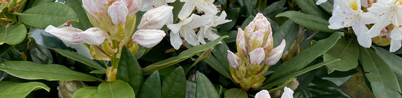 Witte bloei Rhododendron 'Madame Masson'