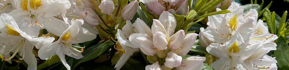 Rhododendron 'Madame Masson' in bloei