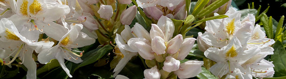 Rhododendron 'Madame Masson' in bloei