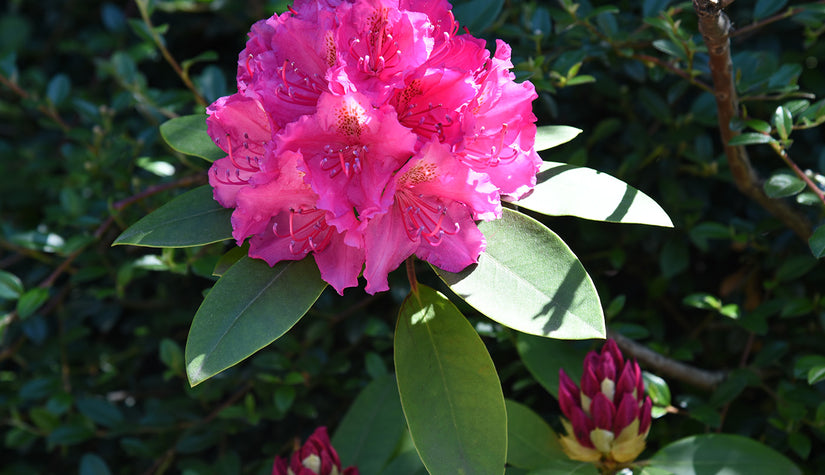 Rhododendron 'Pierce American Beauty'