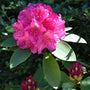 Rhododendron 'Pierce American Beauty'