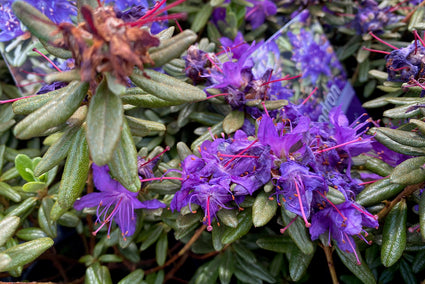 Dwergrhododendron - Rhododendron 'Purple Pillow'