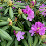 Rhododendron 'Roseum Elegans' in bloei