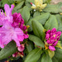 Roze bloemen Rhododendron 'Roseum Elegans'