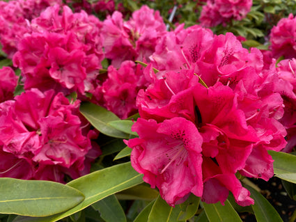 Rododendron - Rhododendron 'Wilgen's Ruby'