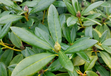 Rhododendron