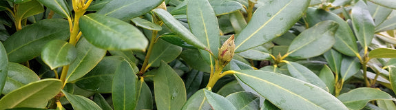 Rhododendron in de knop
