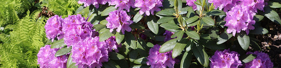 Pontische Rododendron - Rhododendron ponticum 'Lilac'