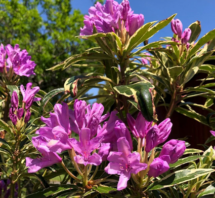 Rhododendron ponticum 'Variegatum'