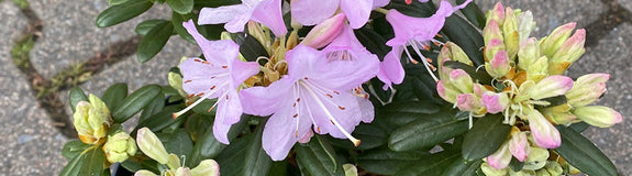 Rododendron - Rhododendron 'Snipe'