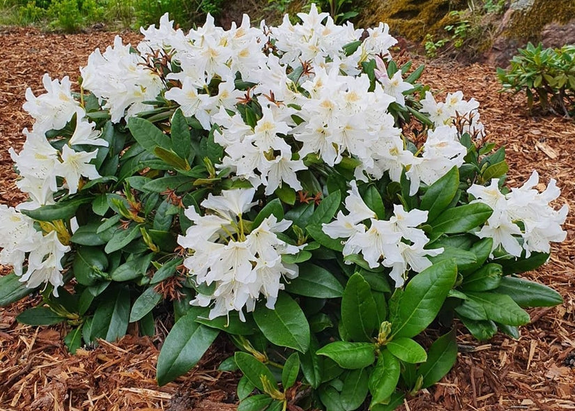 Wit bloeiende rhododendron