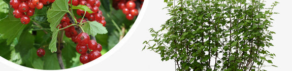 Rode aalbes Ribes rubrum 'Jonkheer van Tets'