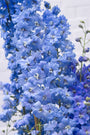 Ridderspoor Prachtige blauwe bloemen