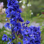 Ridderspoor - Delphinium 'Blue Bird' bloeiwijze