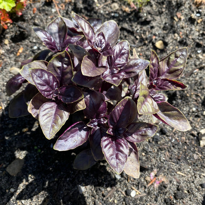 Rode Basilicum - Ocimum basilicum 'Magic blue'