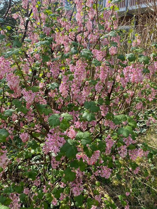 Aalbes Ribes sanguineum 'King Edward VII' struik kopen