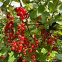 Rode Aalbessen van Ribes rubrum 'Jonkheer van Tets'