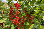 Rode Aalbessen van Ribes rubrum 'Jonkheer van Tets'