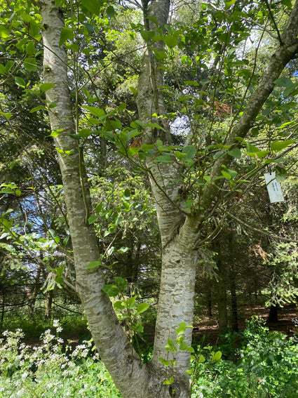 Rode els - Alnus rubra