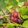Rode kruisbes - Ribes uva Crispa
