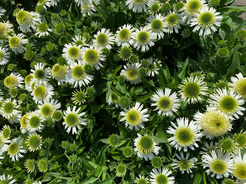 Rode zonnehoed - Echinacea purpurea 'Delicious Nougat'