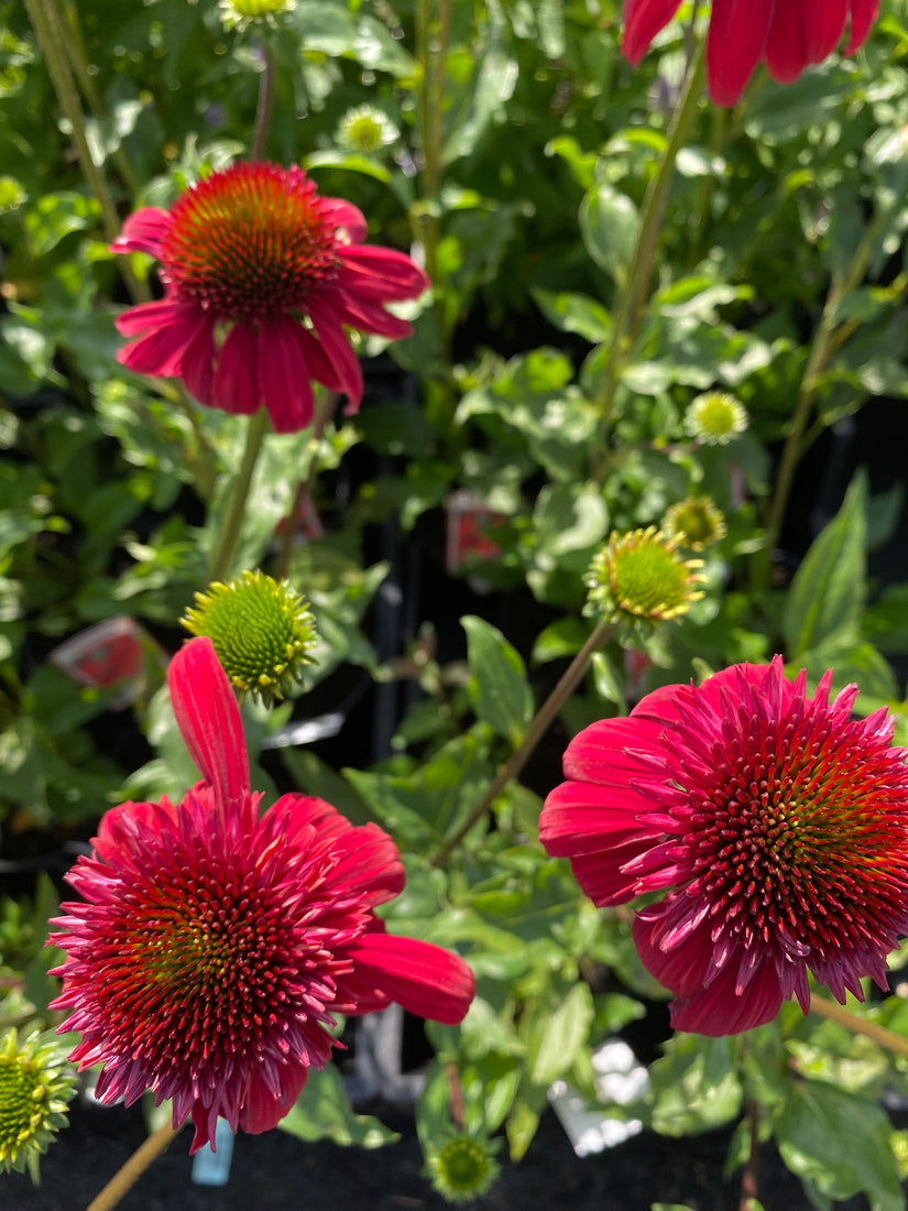 Rode zonnehoed - Echinacea purpurea 'Eccentric'