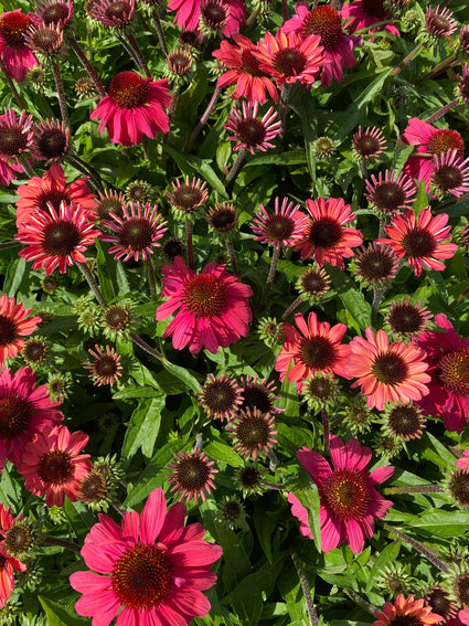Rode zonnehoed - Echinacea 'Sunmagic Vintage Red'