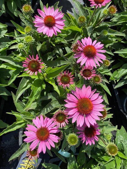 Rode zonnehoed - Echinacea purpurea 'Sunseeker Pink'