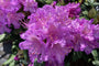 Paarse rhododendron kopen