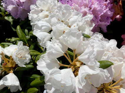 Rhododendron 'Edelweiss' witte bloemen