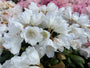 Rododendron - Rhododendron 'Edelweiss'