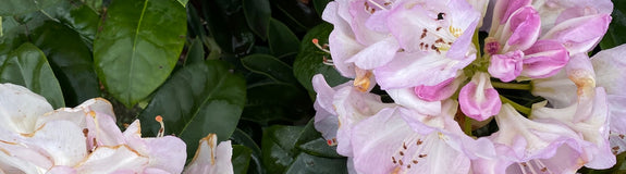 Rododendron - Rhododendron 'Gomer Waterer'
