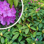 Groenblijvende struik - Rhododendron 'Roseum Elegans'