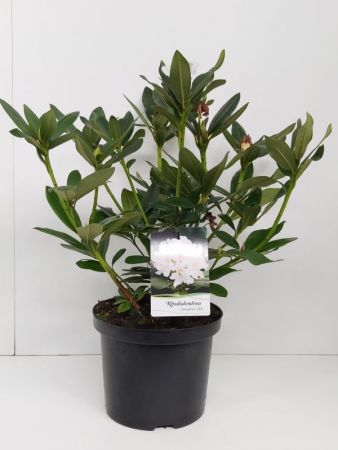 Productfoto voorbeeld Rododendron - Rhododendron 'Cunningham's White'