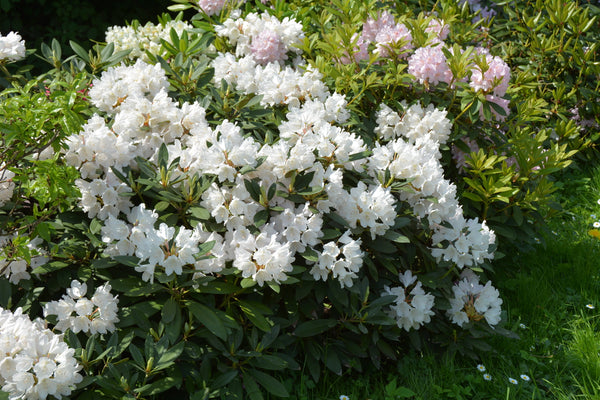 Rhododendron 'Dora Amateis' struik, Rododendronstruik 1m