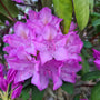 Rododendron - Rhododendron 'Roseum Elegans'