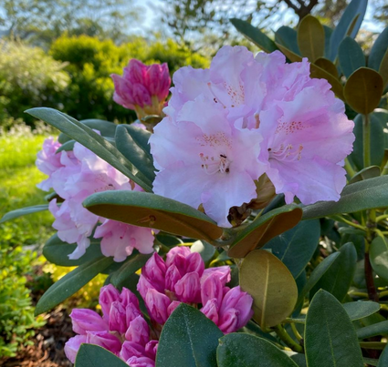 Rododendron - Rhododendron 'Silberwolke'