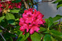 Rododendron 'Vulcan' struik roze/rood