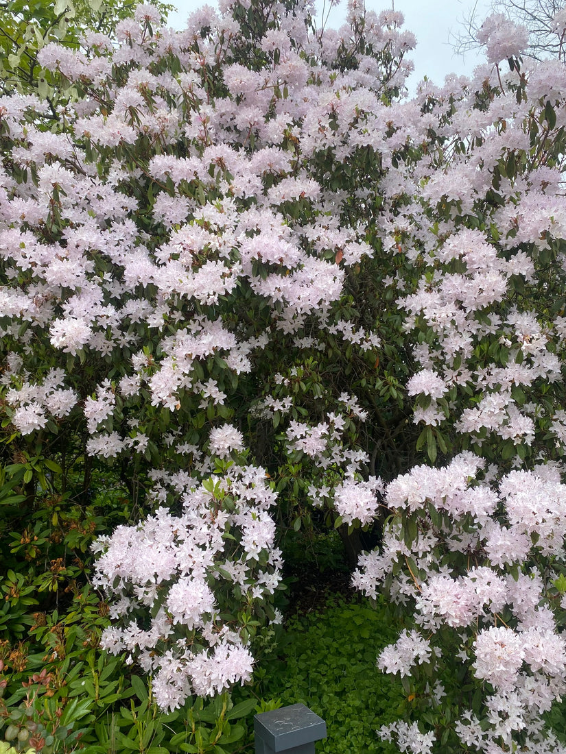 Rododendron - Rhododendron maximum L.