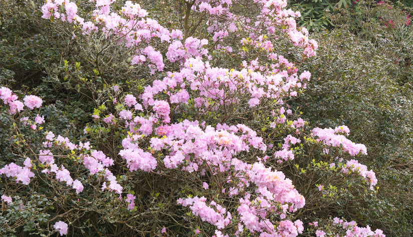 Rododendron-praecox.jpg