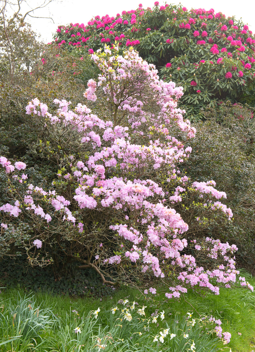 Rododendron-praecox.jpg