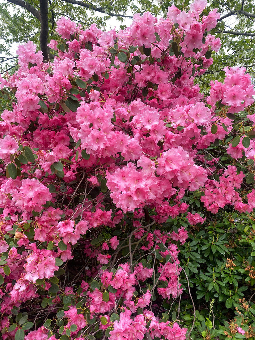 Rododendron - Rhododendron simsii Planch