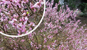Rood peperboompje   Daphne mezereum 'Rubra' in bloei