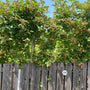 Roodbloeiende framboos - Rubus odoratus